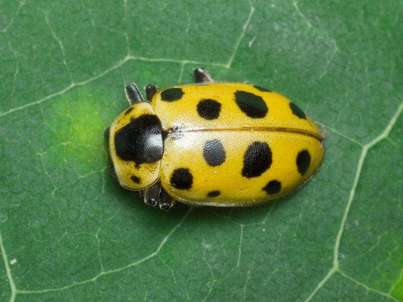 Hippodamia tredecimpunctata (Linnaeus, 1758)
